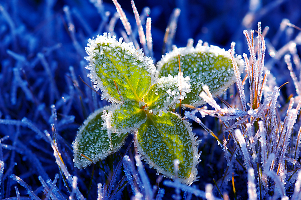 포토 JPG 해외이미지 식물 백그라운드 겨울 자연 아침 날씨 사람없음 야외 초록색 파란색 빛 햇빛 우주 얼음 봄 추위 자유 성장 흰색 분위기 순수 서리 땅바닥 생태학 해외202004 해외포토 주간 자연요소 계절 교육 컬러 컨셉 바닥 태양 생태계 파일형식 이미지허브