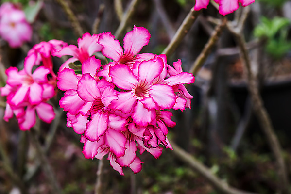 포토 JPG 해외이미지 나무 식물 계절 공원 꽃잎 꽃 아시아 분홍색 컨셉 잎 꽃무늬 자연 따뜻함 동양인 사람없음 빨간색 초록색 빛 장미 머리 환경 정원 봄 사막 성장 벚꽃 흰색 신선 뜨거움 개화 백합 원예 남쪽 내추럴 해외202004 해외포토 공공시설 나라 컬러 무늬 인종 취미 신체부위 방향 생태계 파일형식 이미지허브