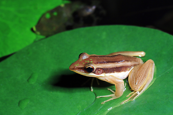 포토 JPG 해외이미지 동물 야생동물 백그라운드 자연 생물 종류 개구리 이끼 사람없음 초록색 환경 연못 야간 숲 열대우림 생태학 해외202004 해외포토 자연요소 교육 컬러 양서류 생태계 파일형식 이미지허브