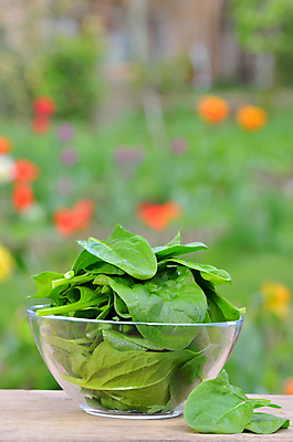 포토 JPG 해외이미지 식물 접시 음식 잎 다이어트 채소 재료 건강 요리 사람없음 목재 세로 초록색 물 정원 샐러드 젖음 흰색 아기 신선 양 그룹 사발 먹기 유기농 날것 시금치 내추럴 채식주의자 해외202004 해외포토 자연요소 나무 식기 웰빙 컬러 포유류 모션 사람 사기그릇 채식 파일형식 이미지허브