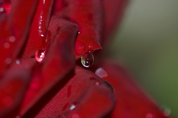 포토 JPG 해외이미지 식물 계절 꽃잎 꽃 분홍색 백그라운드 꽃무늬 패턴 자연 휴가 기술 선물 사랑 사람없음 빨간색 물 장미 머리 젖음 화려 떨어짐 이슬 심볼 싱글 해외202004 해외포토 자연요소 감정 컬러 컨셉 무늬 신체부위 생태계 파일형식 이미지허브
