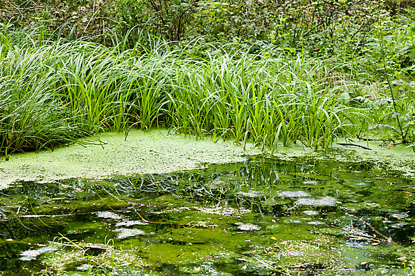 포토 JPG 해외이미지 식물 외관 호수 자연 사람없음 야외 초록색 물 계곡 체코 프라하 내추럴 보헤미아 해외202004 해외포토 자연요소 유럽 컬러 생태계 파일형식 이미지허브
