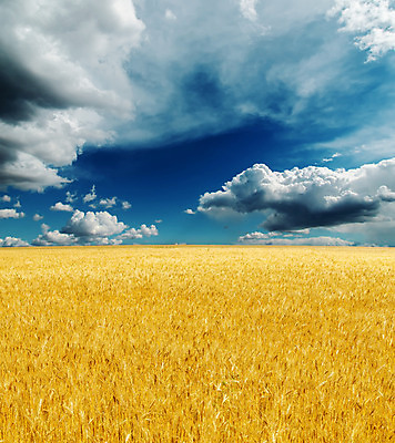 포토 JPG 해외이미지 식물 구름 계절 백그라운드 밭 농업 오렌지 자연 하늘 날씨 옥수수 풍경 사람없음 야외 여름 파란색 빛 농작물 햇빛 농장 농경지 노란색 꿈 수확 시골 황금 땅 시리얼 밀 보리 귀 장면 스파이크 내추럴 밭일 숙성 수평선 세련 해외202004 해외포토 자연요소 산업 음식 컬러 과일 곡류 신체부위 태양 생태계 파일형식 이미지허브