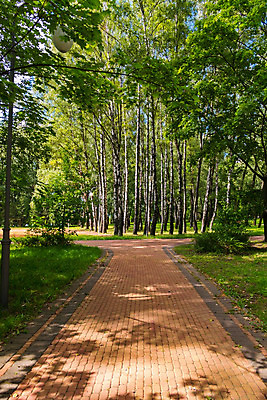 포토 JPG 해외이미지 나무 계절 공원 길 잎 자연 풍경 사람없음 야외 목재 초록색 빛 컬러풀 햇빛 노란색 평화 환경 침묵 봄 성장 가을 흰색 시골 숲 자작나무 땅바닥 해외202004 해외포토 식물 공공시설 컬러 컨셉 재료 바닥 태양 소리 생태계 파일형식 이미지허브