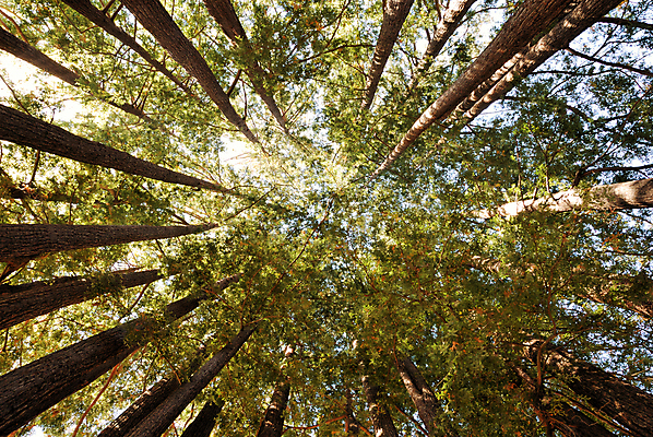 포토 JPG 해외이미지 나무 식물 공원 잎 자연 하늘 풍경 사람없음 야외 목재 빨간색 초록색 여름 빛 햇빛 태양 갈색 환경 골짜기 맑음 봄 나뭇가지 원형 역사 숲 큼 호기심 캘리포니아 나무껍질 격려 거인 생태학 웅장함 해외202004 해외포토 자연요소 도형 계절 공공시설 교육 감정 컬러 컨셉 재료 모션 날씨 미국 껍질 크기 생태계 파일형식 이미지허브
