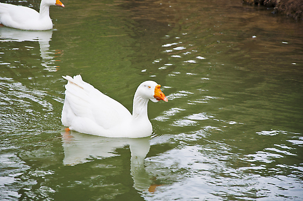 포토 JPG 해외이미지 동물 1 공원 야생동물 바다 신체 날개 오렌지 자연 조류 사람없음 물 파란색 반사 갈색 머리 검은색 수영 회색 흰색 연못 오스트리아 큼 깃털 싱글 부리 목 거위 물새 계산서 동물상 해외202004 해외포토 자연요소 공공시설 유럽 컬러 과일 신체부위 조형물 수상스포츠 크기 생태계 파일형식 이미지허브