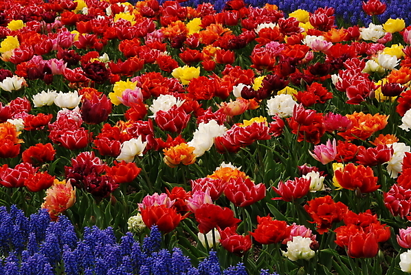 포토 JPG 해외이미지 식물 계절 꽃잎 꽃 줄기 백그라운드 잎 꽃무늬 패턴 밭 농업 자연 사람없음 야외 빨간색 여름 햇빛 정원 봄 줄무늬 활발 젖음 튤립 벚꽃 시골 침대 개화 다발 네덜란드 나누기 강렬 블러 줄서기 많음 해외202004 해외포토 유럽 산업 컬러 가구 컨셉 무늬 모션 태양 생태계 파일형식 이미지허브