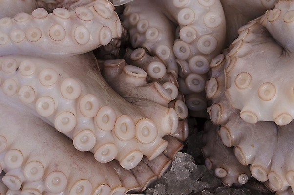 포토 JPG 해외이미지 동물 음식 백그라운드 패턴 잉크 건강 어류 사람없음 컬러풀 일본 수중 신선 시원함 해산물 질감 날것 문어 촉수 고립 구성 식품점 해외202004 해외포토 아시아 컬러 무늬 연체동물 상점 수중동물 파일형식 이미지허브