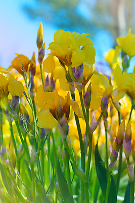 포토 JPG 해외이미지 식물 꽃 꽃무늬 자연 사람없음 야외 파란색 보라색 봄 제비꽃 붓꽃 피튜니아 해외202004 해외포토 계절 컬러 무늬 생태계 파일형식 이미지허브