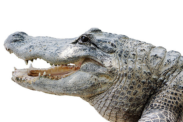 포토 JPG 해외이미지 동물 아시아 야생동물 파충류 자연 생물 동물원 양서류 사람없음 노란색 머리 힘 수확 흰색 죽음 입 거친 황무지 치아 위험 가죽 피부 사냥 육식동물 악어 사냥꾼 토막 내추럴 고립 공격적 미라 힘찬 해외202004 해외포토 직업 나라 컬러 컨셉 농업 신체부위 소화기관 생태계 파일형식 이미지허브