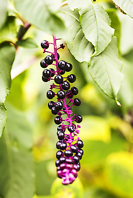 포토 JPG 해외이미지 식물 계절 공원 열매 분홍색 백그라운드 단풍 잎 자연 사람없음 야외 초록색 컬러풀 노란색 보라색 활발 가을 숲 자주색 9월 묘사 질감 보케 10월 내추럴 블러 해외202004 해외포토 공공시설 컬러 컨셉 날짜 생태계 파일형식 이미지허브