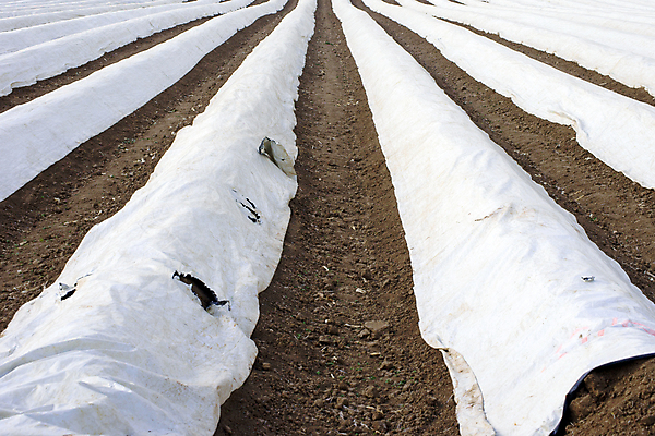 포토 JPG 해외이미지 식물 지구 모래 밭 농업 채소 자연 풍경 사람없음 농장 보호 플라스틱 언덕 아스파라거스 밭일 해외202004 해외포토 산업 컨셉 재질 생태계 파일형식 이미지허브