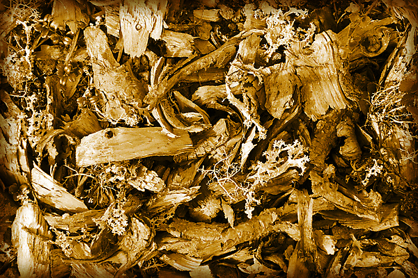 포토 JPG 해외이미지 나무 산업 백그라운드 자연 사람없음 야외 목재 갈색 장작 통나무 잡동사니 흙더미 수목 해외202004 해외포토 식물 컬러 재료 흙 생태계 파일형식 더미 이미지허브