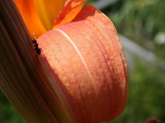 포토 JPG 해외이미지 식물 계절 꽃잎 꽃 백그라운드 잎 꽃무늬 자연 사람없음 빨간색 초록색 노란색 정원 봄 벚꽃 신선 개화 닫기 데이지 꽃가루 해외202004 해외포토 컬러 무늬 모션 가루 생태계 파일형식 이미지허브