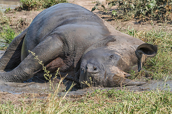 포토 JPG 해외이미지 동물 야생동물 포유류 아프리카 자연 초식동물 뿔 성인 사람없음 햇빛 머리 맑음 가을 입 황무지 진흙 남아프리카 해외202004 해외포토 계절 나라 날씨 사람 신체부위 태양 생태계 파일형식 이미지허브