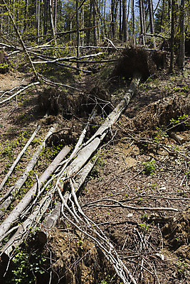 포토 JPG 해외이미지 나무 도로 겨울 자연 바람 날씨 영국 사람없음 목재 세로 초록색 손상 짜증 나뭇가지 변화 좌절 떨어짐 숲 위험 큼 오솔길 자르기 방향 폭풍 문제 격파 깨짐 역경 해외202004 해외포토 자연요소 식물 계절 감정 유럽 길 컬러 컨셉 재료 교통시설 모션 크기 생태계 파일형식 이미지허브