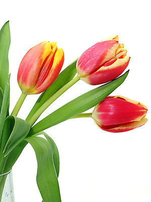 포토 JPG 해외이미지 식물 계절 공원 꽃 꽃다발 백그라운드 잎 꽃무늬 밭 자연 부활절 발렌타인데이 3 사람없음 야외 초록색 여름 컬러풀 햇빛 태양 정원 보라색 침묵 봄 튤립 벚꽃 광선 축하 신선 닫기 5월 꽃집 엽서 내추럴 강렬 블러 해외202004 해외포토 자연요소 공공시설 기념일 컬러 컨셉 무늬 농업 모션 데이이벤트 상점 소리 날짜 편지 생태계 파일형식 이미지허브