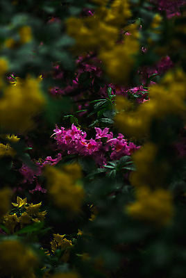 포토 JPG 해외이미지 식물 꽃잎 꽃 분홍색 꽃다발 백그라운드 꽃무늬 오렌지 자연 사람없음 빨간색 초록색 물 여름 노란색 정원 보라색 봄 젖음 벚꽃 흰색 신선 그룹 닫기 다발 배열 데이지 고립 캐모마일 전경 해외202004 해외포토 자연요소 계절 컬러 무늬 과일 모션 풍경 허브 생태계 파일형식 탑뷰 이미지허브