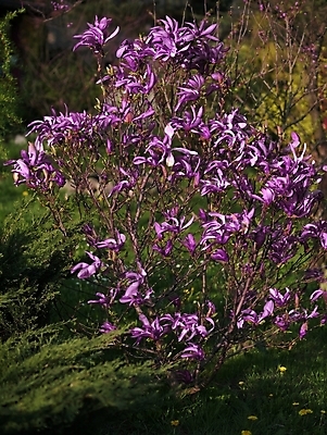 포토 JPG 해외이미지 나무 식물 계절 꽃 백그라운드 자연 사람없음 야외 초록색 정원 보라색 봄 벚꽃 개화 제비꽃 관목 원예 목련 라일락 해외202004 해외포토 컬러 취미 생태계 파일형식 이미지허브