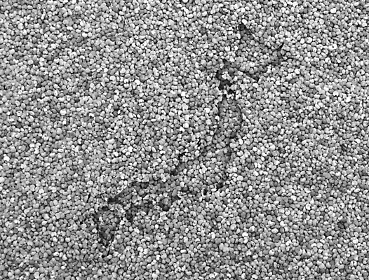 포토 JPG 해외이미지 모래 백그라운드 지도 패턴 그림자 옥수수 씨앗 사람없음 일본 낟알 심볼 질감 윤곽 양귀비 전국 해외202004 해외포토 식물 꽃 아시아 무늬 곡류 파일형식 이미지허브