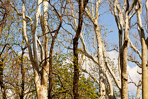 포토 JPG 해외이미지 나무 식물 백그라운드 자연 사람없음 목재 봄 나뭇가지 밀짚 벌거벗은 해외202004 해외포토 계절 재료 짚 생태계 파일형식 이미지허브
