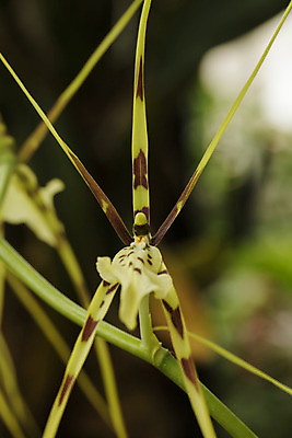 포토 JPG 해외이미지 식물 꽃 사람없음 노란색 정원 일본 벚꽃 난초 흰배경 이국적 해외202004 해외포토 아시아 컬러 백그라운드 흰색 파일형식 이미지허브