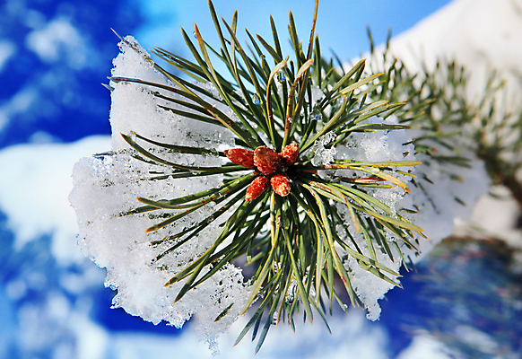 포토 JPG 해외이미지 식물 계절 포스터 백그라운드 크리스마스 겨울 패턴 자연 벽지 날씨 휴가 새해 기념 사람없음 야외 초록색 환경 얼음 축제 추위 흰색 나뭇가지 축하 신선 소나무 신용카드 12월 서리 초대 침엽수 전나무 원뿔 1월 내추럴 포장소품 현실 해외202004 해외포토 자연요소 도형 나무 기념일 컬러 컨셉 무늬 포장 금융 날짜 오브젝트 생태계 포장재료 파일형식 이미지허브