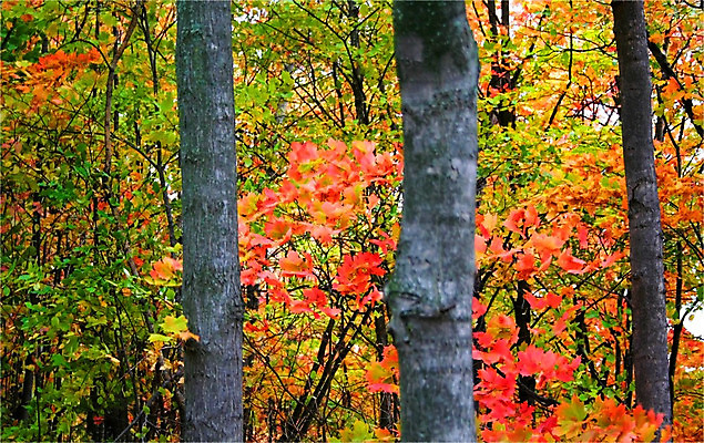 포토 JPG 해외이미지 나무 구름 계절 호수 하늘 휴가 휴식 풍경 사람없음 목재 초록색 빛 햇빛 태양 평화 맑음 침묵 가을 인사 소나무 신용카드 황금 숲 연도 그림 장면 해외202004 해외포토 자연요소 식물 컬러 컨셉 재료 날씨 금융 소리 예절 파일형식 이미지허브