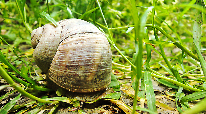 포토 JPG 해외이미지 동물 야생동물 음식 백그라운드 이동 잎 모션 자연 주택 뿔 나선형 건강 사람없음 야외 초록색 빛 농장 갈색 머리 정원 봄 젖음 껍질 흰색 닫기 맛 미끄럼틀 숲 땅 묘사 속도 달팽이 생물학 심플 부드러움 느림 프랑스어 동물상 식용 양발 어려움 혼자 해외202004 해외포토 식물 문자 계절 교육 컬러 컨셉 무늬 농업 연체동물 건물 신체부위 조형물 감각 놀이기구 생태계 파일형식 이미지허브