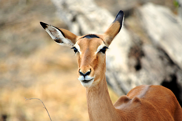 포토 JPG 해외이미지 동물 한마리 응시 야생동물 포유류 아프리카 자연 휴가 뿔 국립공원 서기 사람없음 야외 옆모습 가로 초록색 갈색 신혼여행 고독 사파리 영양 케냐 노려봄 가젤 보호구역 사바나 초식 탄자니아 평야 해외202004 해외포토 1 시선 공원 감정 나라 뷰포인트 컬러 결혼 모션 표정 생태계 구역 파일형식 이미지허브