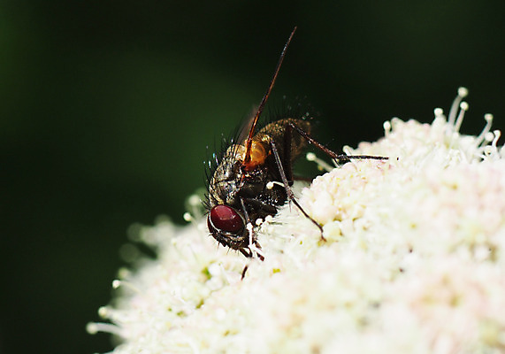 포토 JPG 해외이미지 식물 계절 꽃잎 꽃 얼굴 곤충 백그라운드 잎 패턴 날개 오렌지 자연 사람없음 야외 빨간색 초록색 여름 파란색 빛 컬러풀 노란색 맑음 봄 벚꽃 신선 벌레 싱글 생물학 디테일 해외202004 해외포토 동물 교육 컬러 무늬 과일 날씨 신체부위 생태계 파일형식 이미지허브