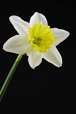 포토 JPG 해외이미지 식물 꽃 부활절 사람없음 노란색 봄 흰색 인사 심플 수선화 해외202004 해외포토 계절 기념일 컬러 예절 파일형식 이미지허브