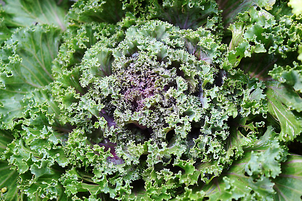 포토 JPG 해외이미지 음식 백그라운드 잎 꽃무늬 농업 다이어트 채소 재료 자연 건강 사람없음 초록색 여름 주방 정원 식사 저녁식사 봄 샐러드 흰색 신선 닫기 정상 상추 수분 먹기 유기농 날것 섬유 내추럴 강렬 단식 채식주의자 해외202004 해외포토 식물 웰빙 계절 꽃 산업 컬러 무늬 모션 직물 생태계 채식 파일형식 이미지허브