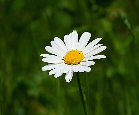 포토 JPG 해외이미지 계절 꽃잎 꽃 자연 사람없음 햇빛 노란색 봄 들꽃 흰색 해외202004 해외포토 식물 컬러 태양 생태계 파일형식 이미지허브