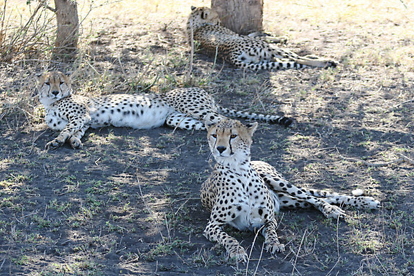 포토 JPG 해외이미지 동물 야생동물 백그라운드 포유류 아프리카 자연 털 사람없음 반려동물 고양이 힘 점 위험 큼 사파리 속도 육식동물 케냐 동쪽 치타 마사이족 보츠와나 사바나 전국 해외202004 해외포토 나라 컨셉 크기 방향 생태계 파일형식 이미지허브