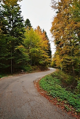 포토 JPG 해외이미지 나무 구름 계절 도로 길 여행 단풍 잎 곡선 오렌지 자연 하늘 항해 풍경 사람없음 야외 목재 빨간색 초록색 컬러풀 햇빛 노란색 환경 고요 가을 나뭇가지 시골 숲 아스팔트 언덕 장면 내추럴 굴곡 방법 해외202004 해외포토 자연요소 식물 선 컬러 배_교통 과일 재료 교통시설 태양 생태계 파일형식 이미지허브