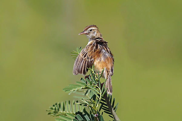 포토 JPG 해외이미지 나무 동물 여자 남자 아시아 얼굴 야생동물 백그라운드 날개 자연 조류 사람없음 야외 목재 가로 초록색 컬러풀 머리 환경 나뭇가지 막대기 닫기 숲 깃털 꼬리 부리 서식지 생태학 이국적 해외202004 해외포토 식물 교육 나라 컬러 재료 모션 사람 신체부위 생태계 파일형식 이미지허브