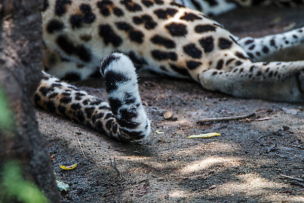 포토 JPG 해외이미지 동물 척추동물 응시 공원 야생동물 여행 포유류 아프리카 자연 친절 털 사람없음 야외 환경 고양이 힘 행성 운전 게임 황무지 보호 위험 큼 모피 심볼 사파리 속도 육식동물 사냥꾼 표범 내추럴 사바나 전국 해외202004 해외포토 직업 시선 공공시설 나라 컨셉 모션 놀이 반려동물 우주 크기 생태계 파일형식 이미지허브
