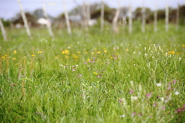 포토 JPG 해외이미지 식물 꽃 행복 나비 백그라운드 꽃무늬 패턴 밭 오렌지 모션 자연 추상 해바라기 사람없음 초록색 빛 햇빛 태양 노란색 평화 정원 검은색 봄 벚꽃 신선 소프트포커스 5월 보케 내추럴 블러 해외202004 해외포토 자연요소 계절 감정 컬러 곤충 컨셉 무늬 농업 과일 촬영기법 날짜 생태계 파일형식 이미지허브
