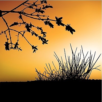 EPS 해외이미지 클립아트 식물 디자인 실루엣 백그라운드 잎 일러스트 자연 풍경 일출 일몰 나뭇가지 관목 장면 구성 해외202004 해외일러스트 나무 촬영기법 노을 생태계 파일형식 벡터 이미지허브