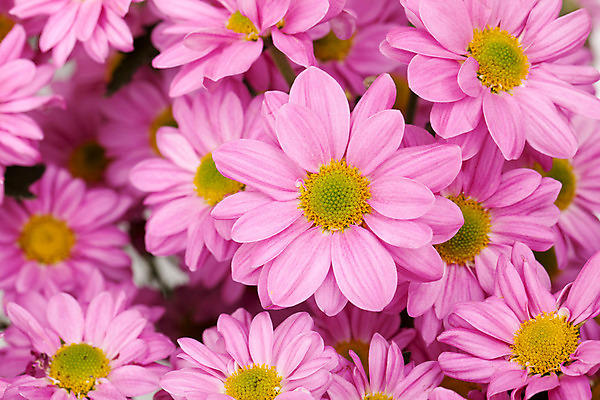 포토 JPG 해외이미지 식물 꽃잎 꽃 길 분홍색 꽃다발 백그라운드 잎 꽃무늬 자연 국화 발렌타인데이 선물 사랑 씨앗 사람없음 장식 초록색 컬러풀 벚꽃 흰색 신선 원형 우아함 혼합 배열 제비꽃 묘사 질감 내추럴 고립 해외202004 해외포토 도형 감정 컬러 컨셉 무늬 데이이벤트 생태계 파일형식 이미지허브