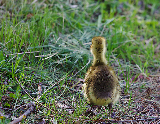 포토 JPG 해외이미지 응시 어린이 포즈 백그라운드 캐나다 가족 관계 엄마 함께함 병아리 사랑 사람없음 머리 검은색 수영 힘 흰색 가르침 수비 보호 목 거위 돌봄 헬프 해외202004 해외포토 시선 교육 감정 컬러 컨셉 북아메리카 모션 조류 사람 신체부위 수상스포츠 도움 파일형식 이미지허브