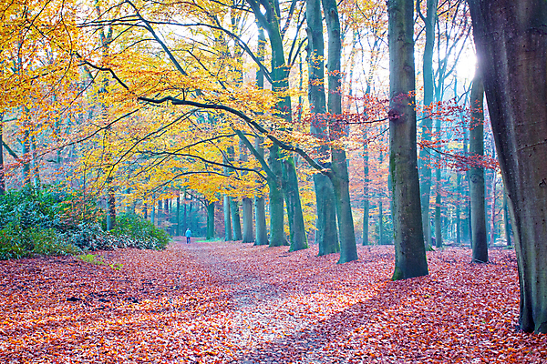 포토 JPG 해외이미지 나무 식물 잎 자연 사람없음 야외 컬러풀 가을 숲 네덜란드 해외202004 해외포토 계절 유럽 컬러 생태계 파일형식 이미지허브