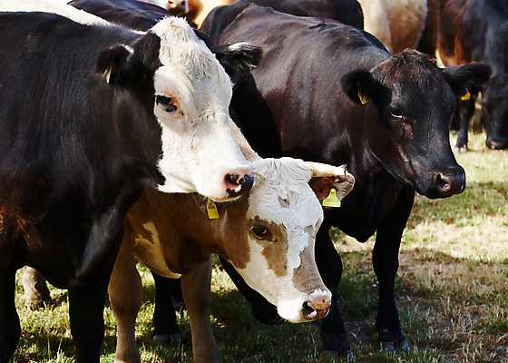 포토 JPG 해외이미지 주간 여러마리 사람없음 야외 가축 시골 소 방목 송아지 해외202004 해외포토 자연요소 동물 새끼 다수 포유류 축산업 파일형식 이미지허브