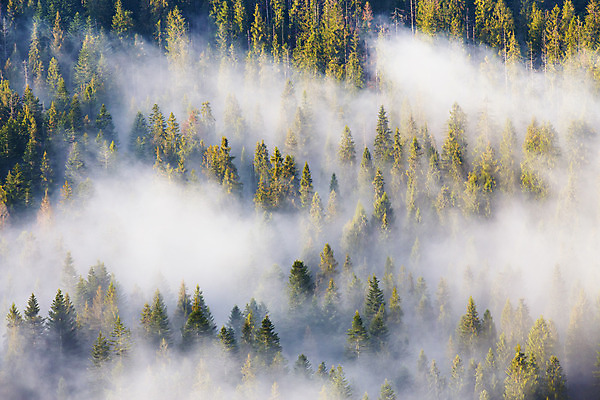 포토 JPG 해외이미지 나무 식물 구름 디자인 계절 공원 여행 백그라운드 자연 벽지 아침 날씨 산 풍경 사람없음 야외 목재 장식 초록색 여름 빛 햇빛 일출 계곡 맑음 봄 안개 흰색 소나무 정상 숲 신비 언덕 질감 침엽수 마법 전나무 내추럴 삼림지대 전국 가문비나무 카피스페이스 해외202004 해외포토 주간 자연요소 공공시설 컬러 컨셉 재료 태양 노을 공백 생태계 파일형식 이미지허브