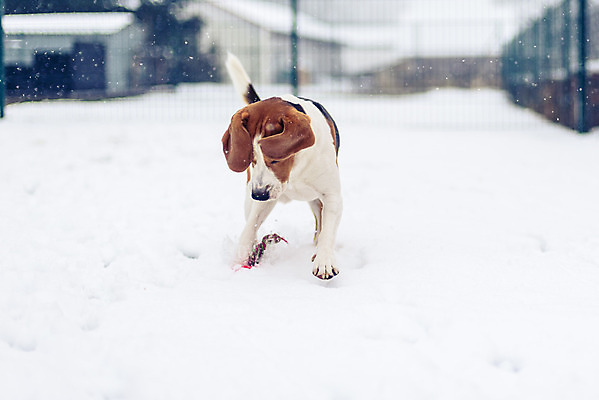 포토 JPG 해외이미지 동물 행복 포즈 겨울 밭 장난 모션 자연 놀이 기술 건강 사람없음 야외 반려동물 장난감 달리기 운동 정원 점프 기쁨 에너지 게임 개 속도 흥분 비글 송곳니 해외202004 해외포토 계절 감정 농업 포유류 치아 생태계 파일형식 이미지허브