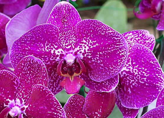 포토 JPG 해외이미지 식물 1 꽃 줄기 가족 사람없음 보라색 개화 난초 큼 싱글 호접란 해외202004 해외포토 컬러 관계 크기 파일형식 이미지허브