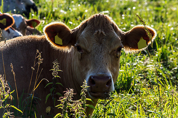 포토 JPG 해외이미지 동물 계절 야생동물 밭 농업 장난 포유류 자연 아침 풍경 사람없음 야외 초록색 여름 빛 반려동물 달리기 농장 일출 봄 목장 소고기 자유 시골 소 군중 승차 큼 방목 5월 먹기 속도 황소 송아지 라트비아 찰과상 해외202004 해외포토 주간 산업 새끼 컬러 컨셉 모션 북유럽 육류 사람 노을 날짜 축산업 상처 크기 생태계 파일형식 이미지허브