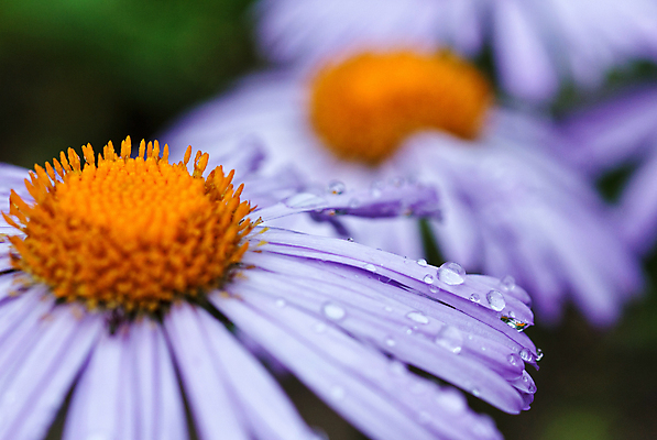 포토 JPG 해외이미지 식물 계절 꽃잎 꽃 꽃다발 백그라운드 잎 패턴 밭 자연 사람없음 야외 가로 초록색 물 파란색 노란색 머리 보라색 봄 젖음 성장 벚꽃 떨어짐 이슬 빗방울 오브젝트 데이지 꽃가루 거베라 해외202004 해외포토 자연요소 컬러 컨셉 무늬 농업 신체부위 비_날씨 가루 생태계 파일형식 이미지허브