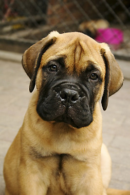 포토 JPG 해외이미지 동물 응시 앉기 사람없음 야외 반려동물 개 강아지 송곳니 유래 해외202004 해외포토 시선 포유류 모션 치아 파일형식 이미지허브